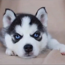 Load image into Gallery viewer, 🔥REALISTIC TEDDY DOG LUCKY - $29.80 ONLY LAST 2 DAYS🔥