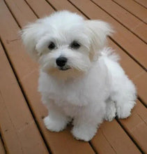 Load image into Gallery viewer, 🔥REALISTIC TEDDY DOG LUCKY - $29.80 ONLY LAST 2 DAYS🔥