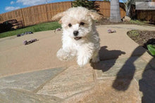 Load image into Gallery viewer, 🔥REALISTIC TEDDY DOG LUCKY - $29.80 ONLY LAST 2 DAYS🔥