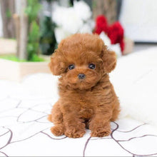 Load image into Gallery viewer, 🔥REALISTIC TEDDY DOG LUCKY - $29.80 ONLY LAST 2 DAYS🔥