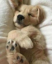 Load image into Gallery viewer, 🔥REALISTIC TEDDY DOG LUCKY - $29.80 ONLY LAST 2 DAYS🔥
