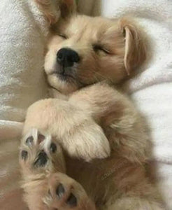 🔥REALISTIC TEDDY DOG LUCKY - $29.80 ONLY LAST 2 DAYS🔥