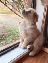 Load image into Gallery viewer, 🔥REALISTIC TEDDY DOG LUCKY - $29.80 ONLY LAST 2 DAYS🔥
