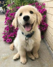 Load image into Gallery viewer, 🔥REALISTIC TEDDY DOG LUCKY - $29.80 ONLY LAST 2 DAYS🔥

