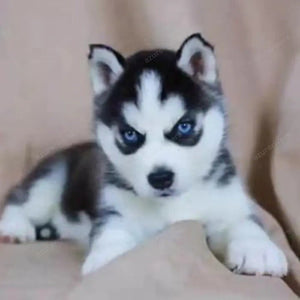 🔥REALISTIC TEDDY DOG LUCKY - $29.80 ONLY LAST 2 DAYS🔥