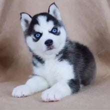 Load image into Gallery viewer, 🔥REALISTIC TEDDY DOG LUCKY - $29.80 ONLY LAST 2 DAYS🔥

