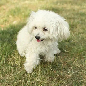 🔥REALISTIC TEDDY DOG LUCKY - $29.80 ONLY LAST 2 DAYS🔥