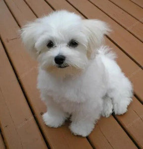 🔥REALISTIC TEDDY DOG LUCKY - $29.80 ONLY LAST 2 DAYS🔥