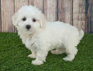 🔥REALISTIC TEDDY DOG LUCKY - $29.80 ONLY LAST 2 DAYS🔥
