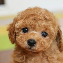 Load image into Gallery viewer, 🔥REALISTIC TEDDY DOG LUCKY - $29.80 ONLY LAST 2 DAYS🔥
