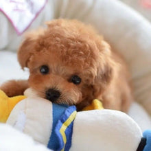 Load image into Gallery viewer, 🔥REALISTIC TEDDY DOG LUCKY - $29.80 ONLY LAST 2 DAYS🔥
