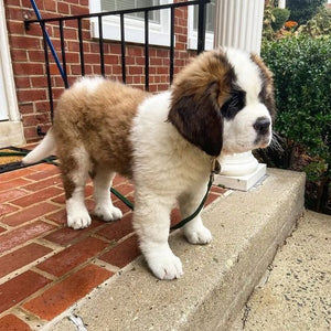 🔥REALISTIC TEDDY DOG LUCKY - $29.80 ONLY LAST 2 DAYS🔥