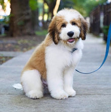 Load image into Gallery viewer, 🔥REALISTIC TEDDY DOG LUCKY - $29.80 ONLY LAST 2 DAYS🔥
